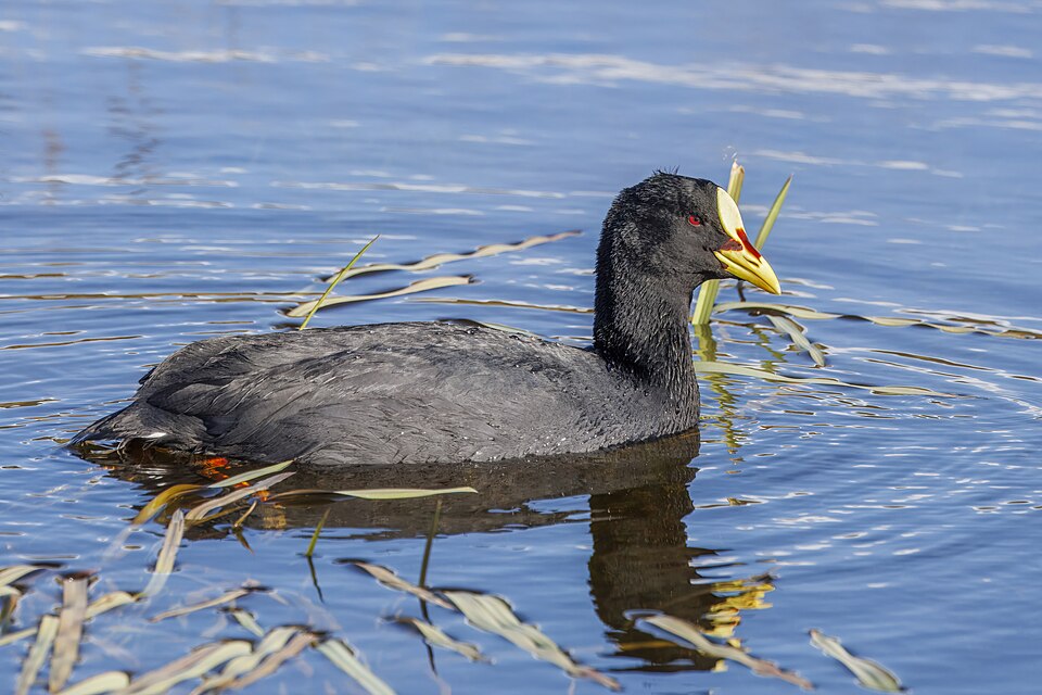 Red-gartered Coot