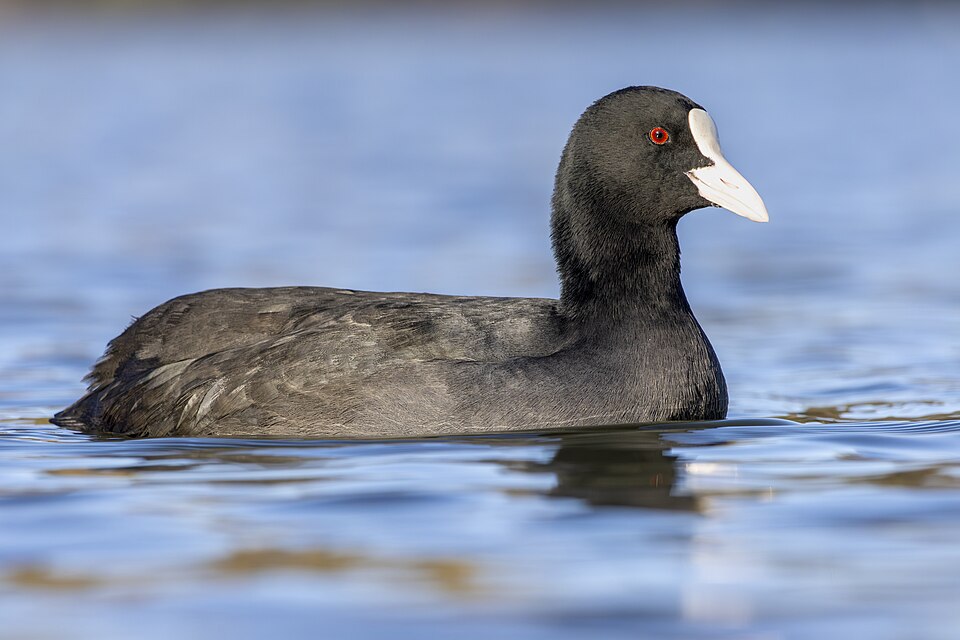 Eurasian Coot