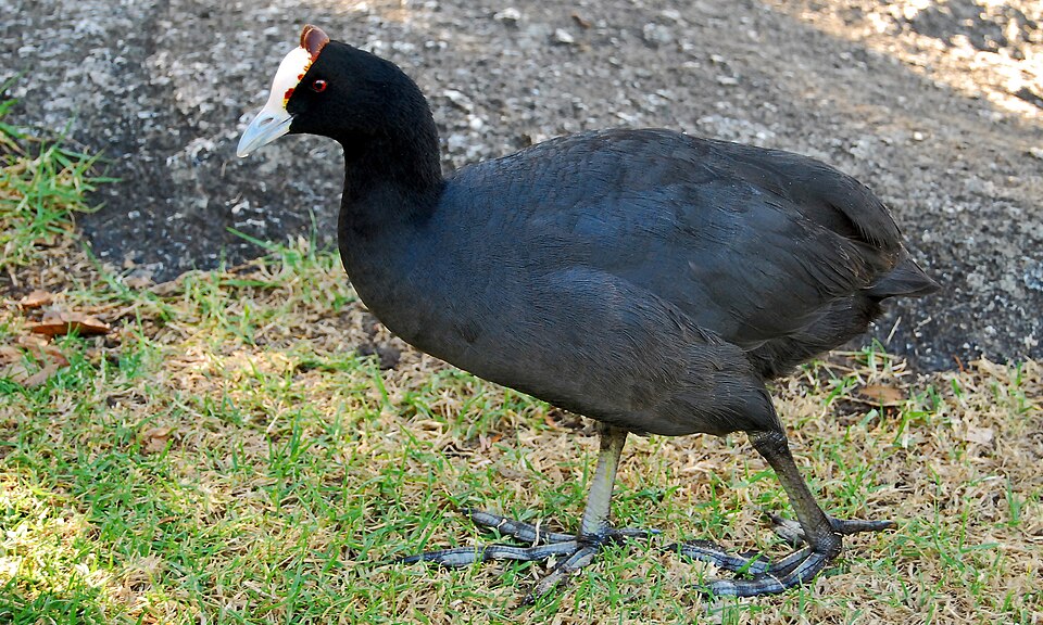 Red-knobbed Coot