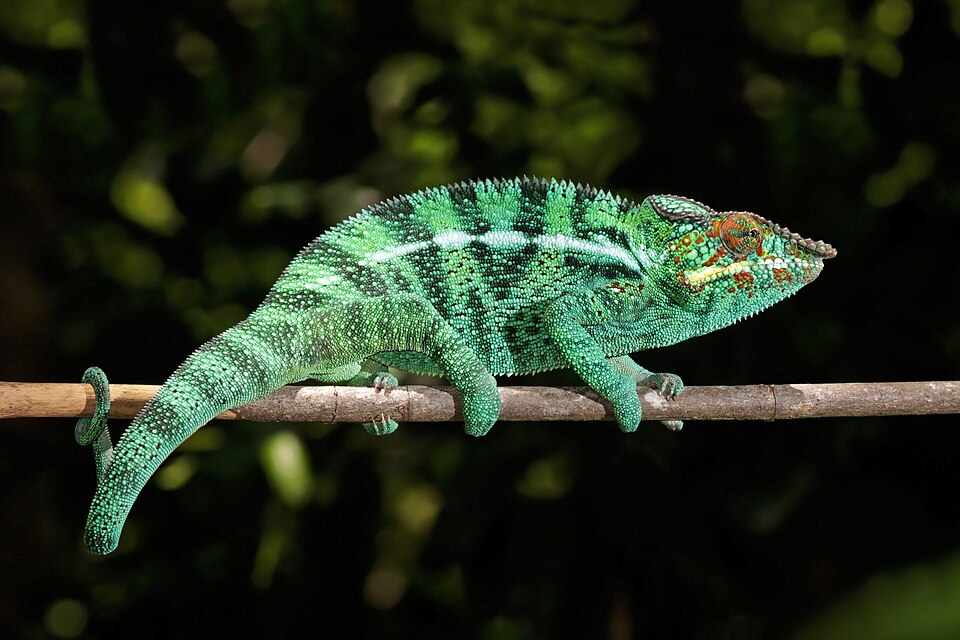 Panther chameleon