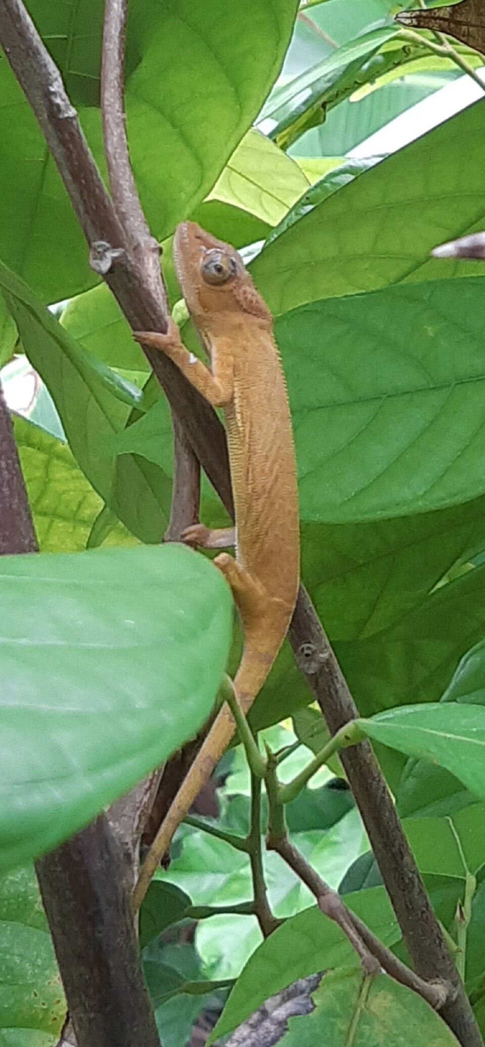 Mayotte Chameleon