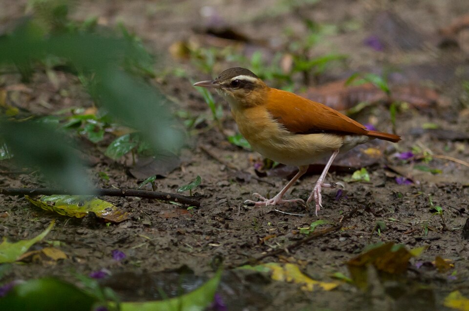Pale-legged Hornero