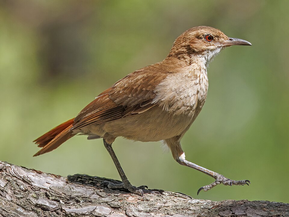Rufous Hornero