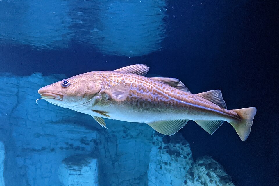 Atlantic cod, Cod