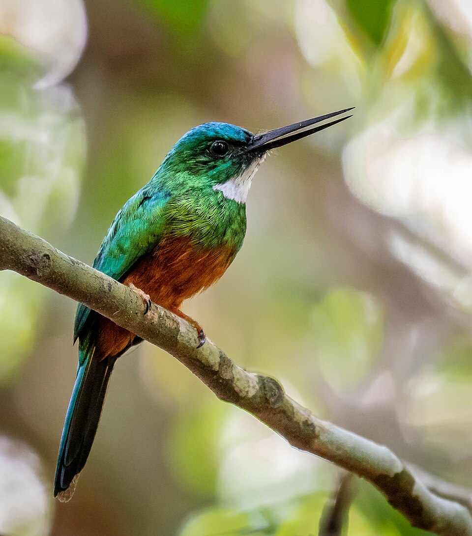 Green-tailed Jacamar