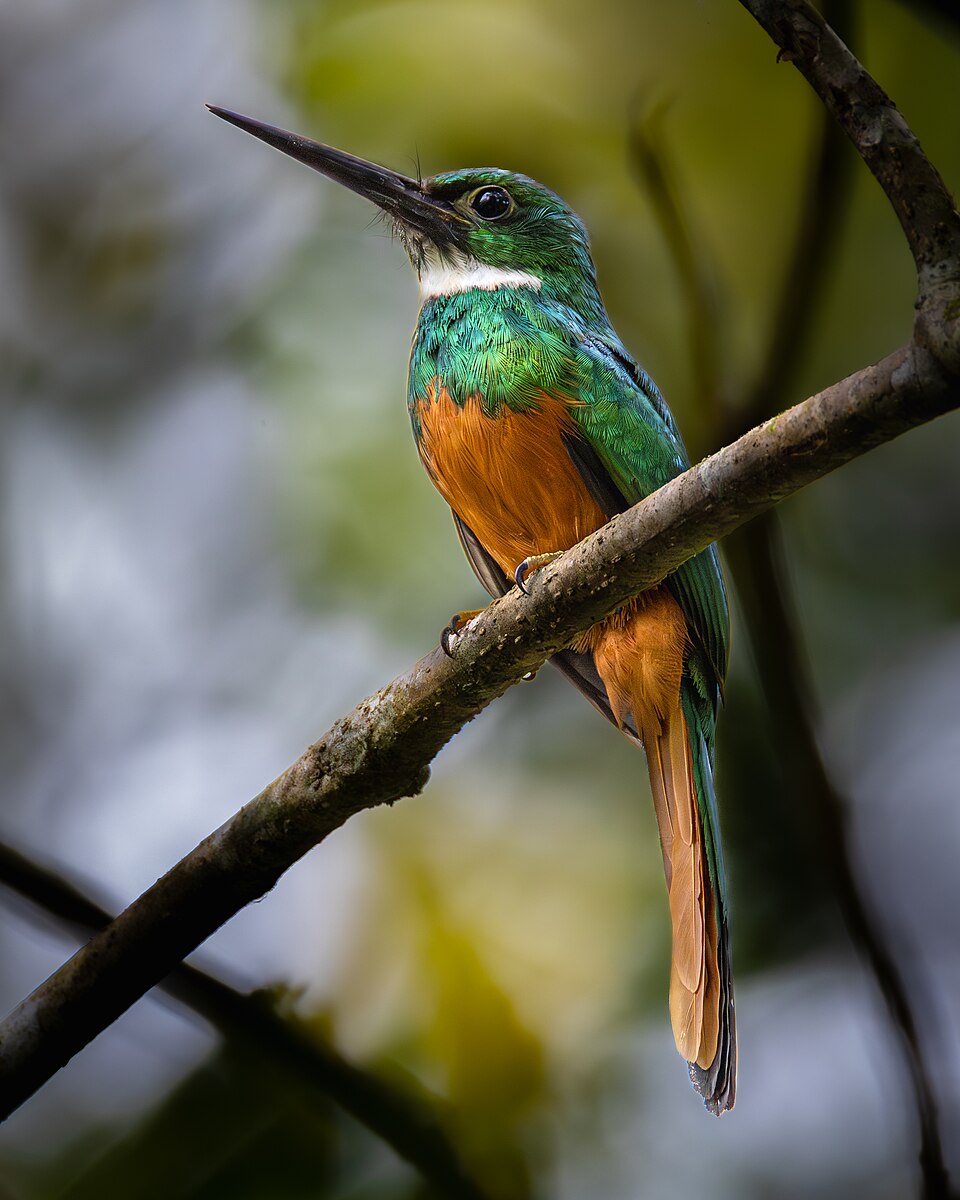 Rufous-tailed Jacamar