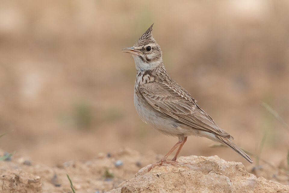 Crested Lark