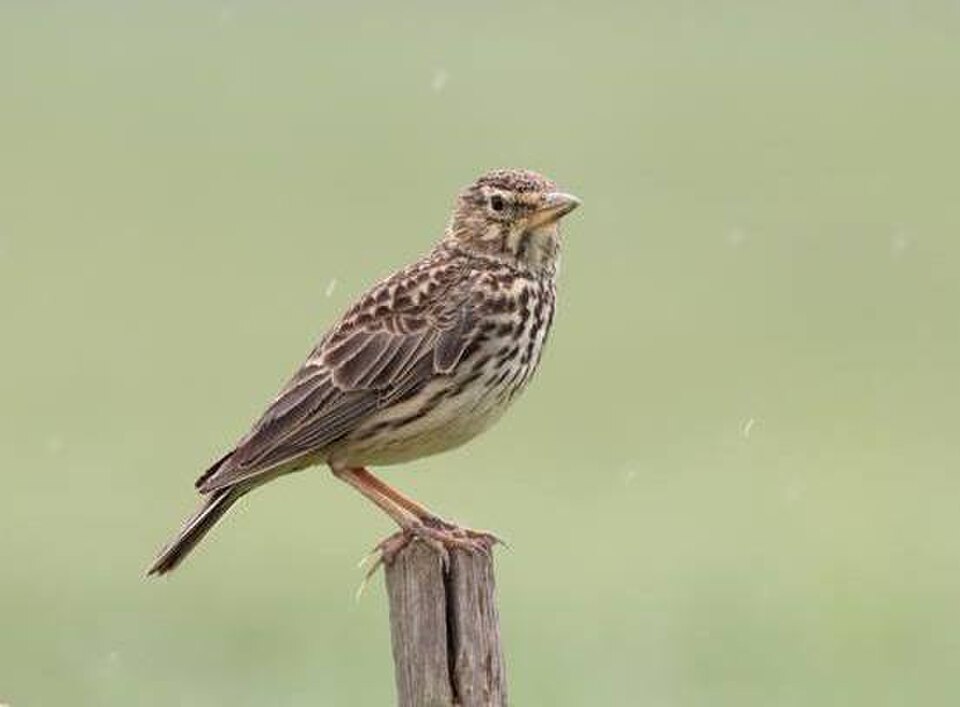 Large-billed Lark