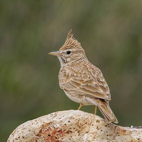 Thekla's Lark