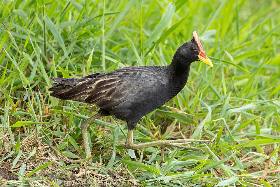 Watercock