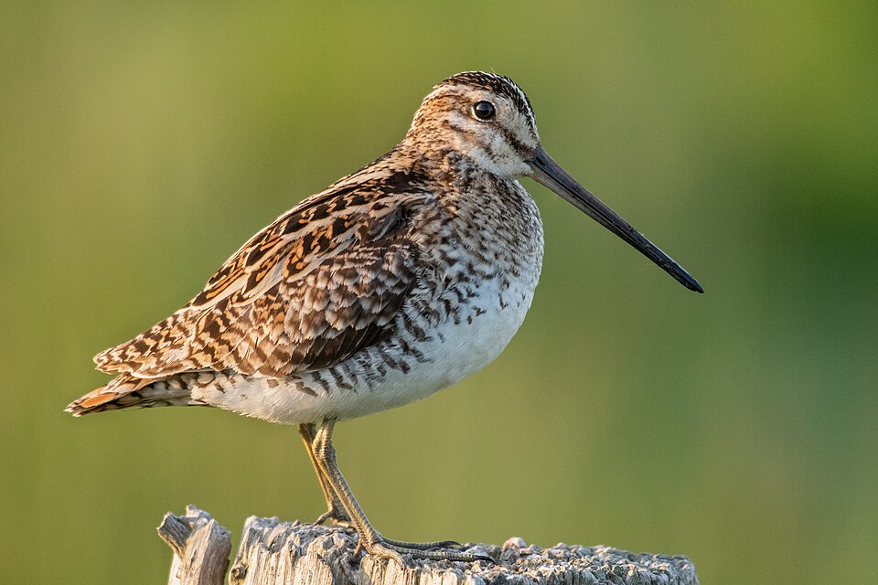 Common Snipe