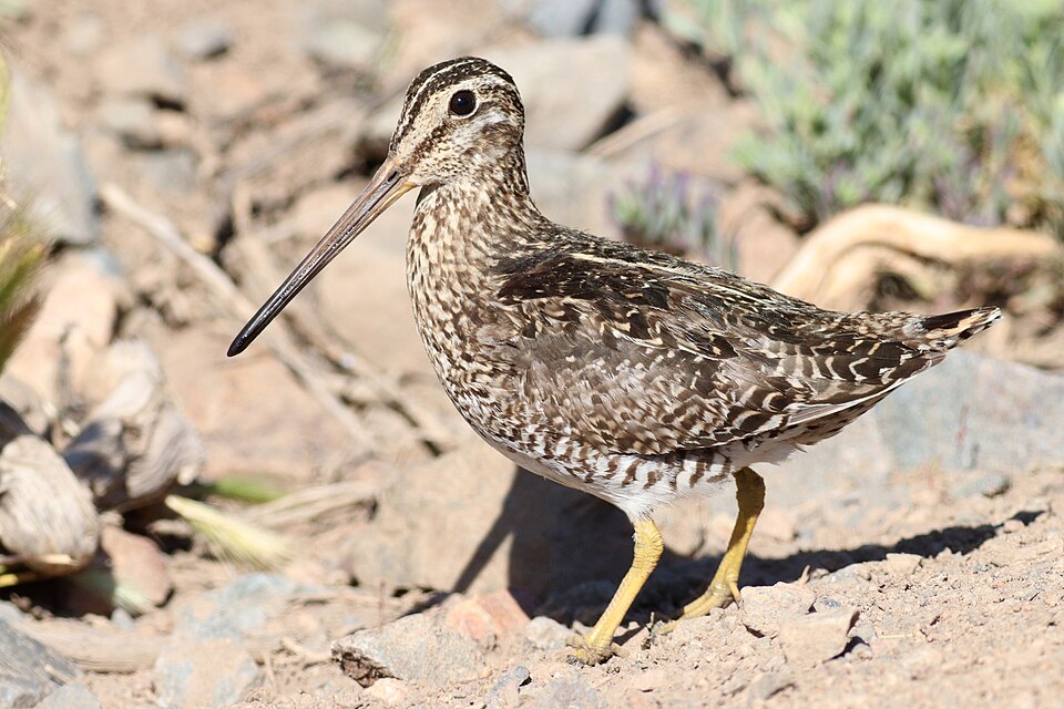 Magellanic snipe