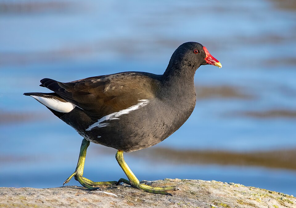 Eurasian Moorhen