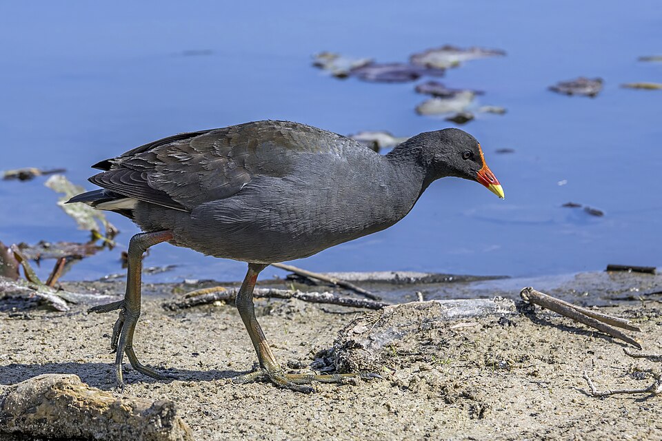 Dusky Moorhen