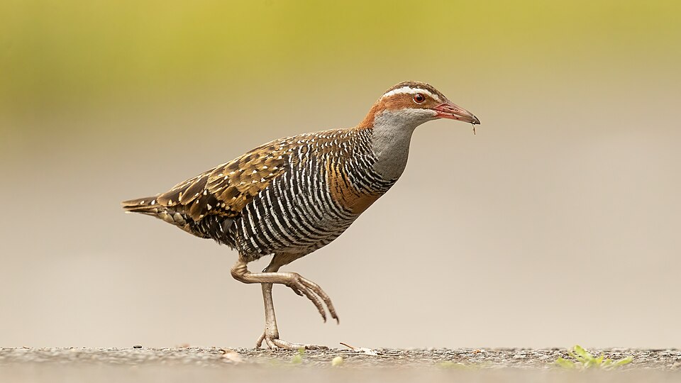 Buff-banded Rail