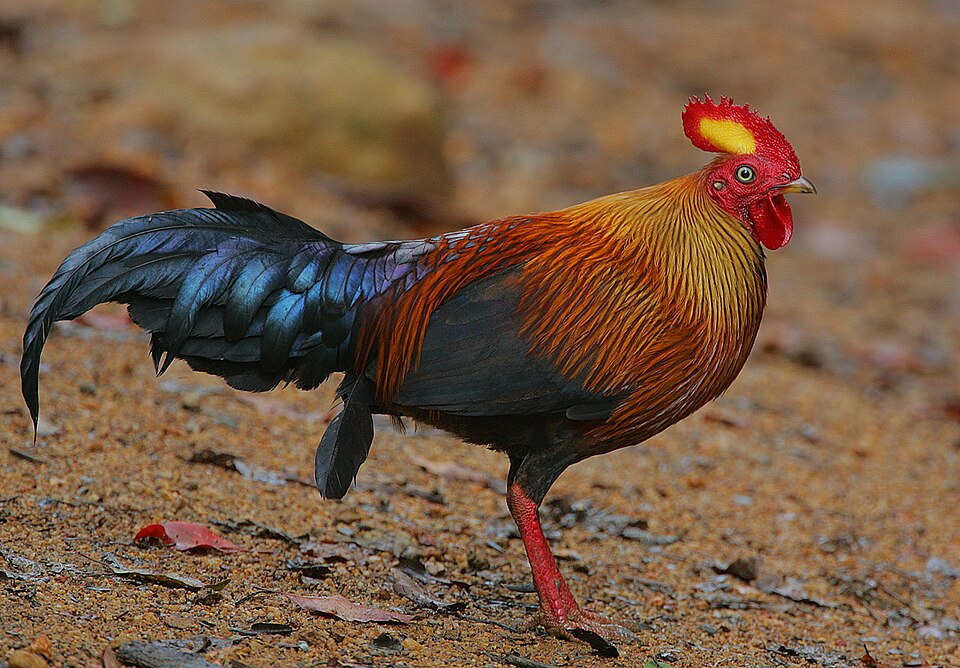 Sri Lanka Junglefowl