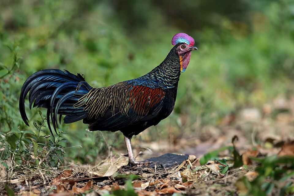 Green Junglefowl