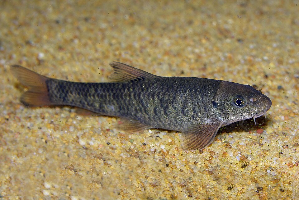 red garra