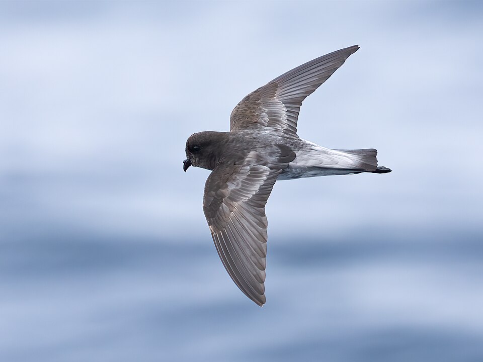 Gray-backed Storm-Petrel