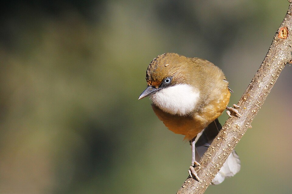 white-throated laughing thrush