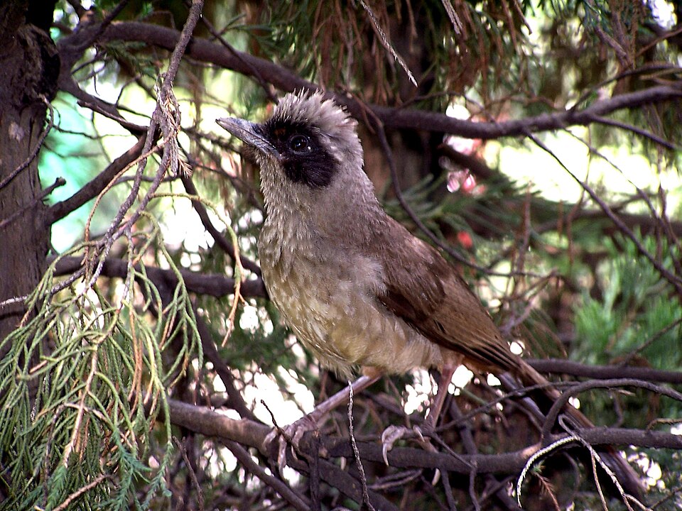 Masked Laughingthrush