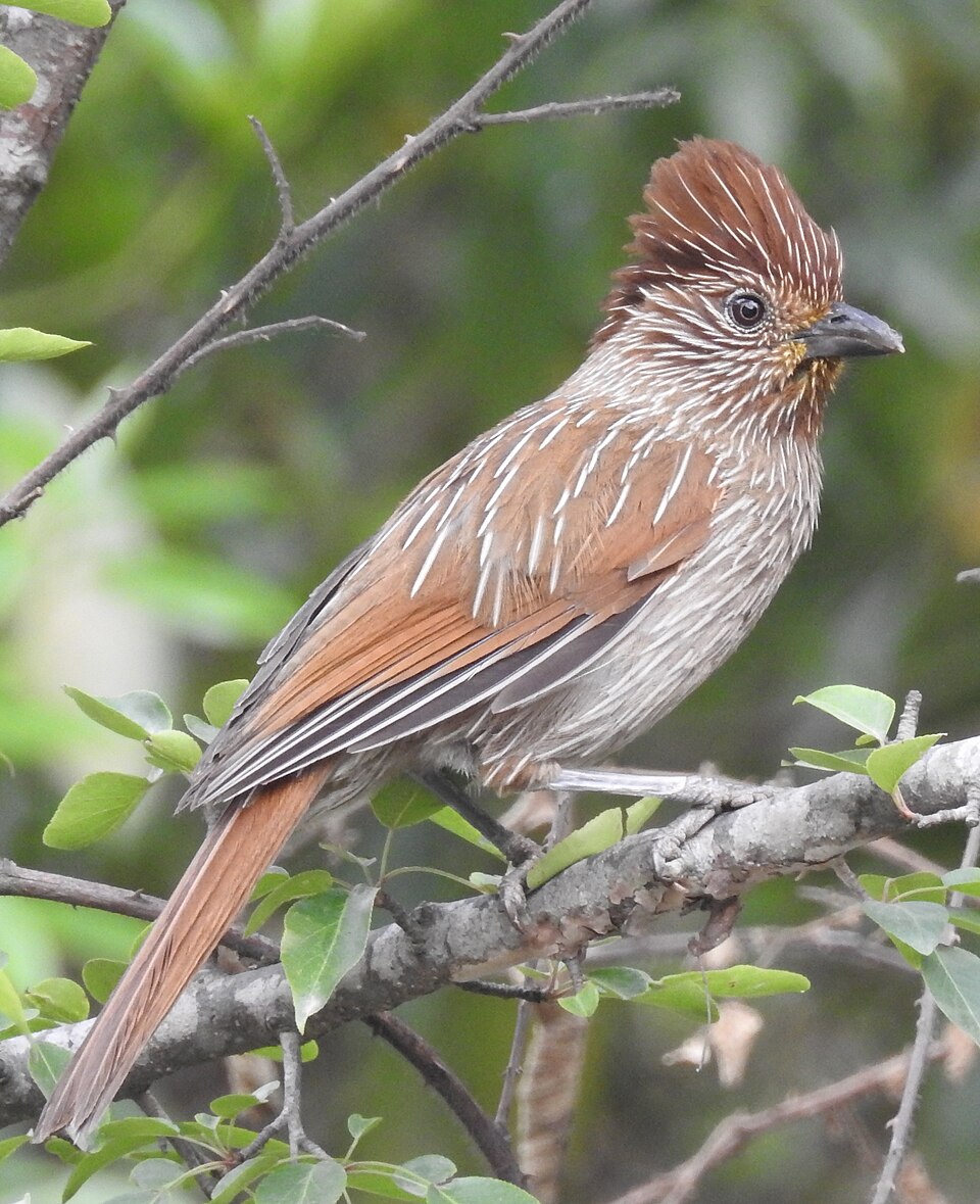 Striated Laughingthrush