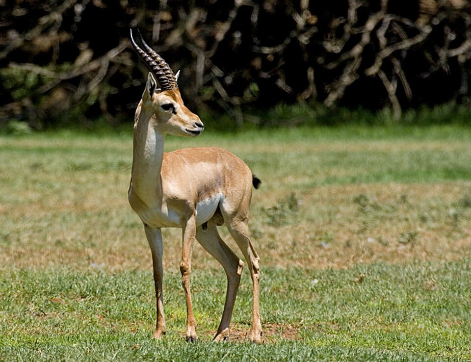 Arabian gazelle
