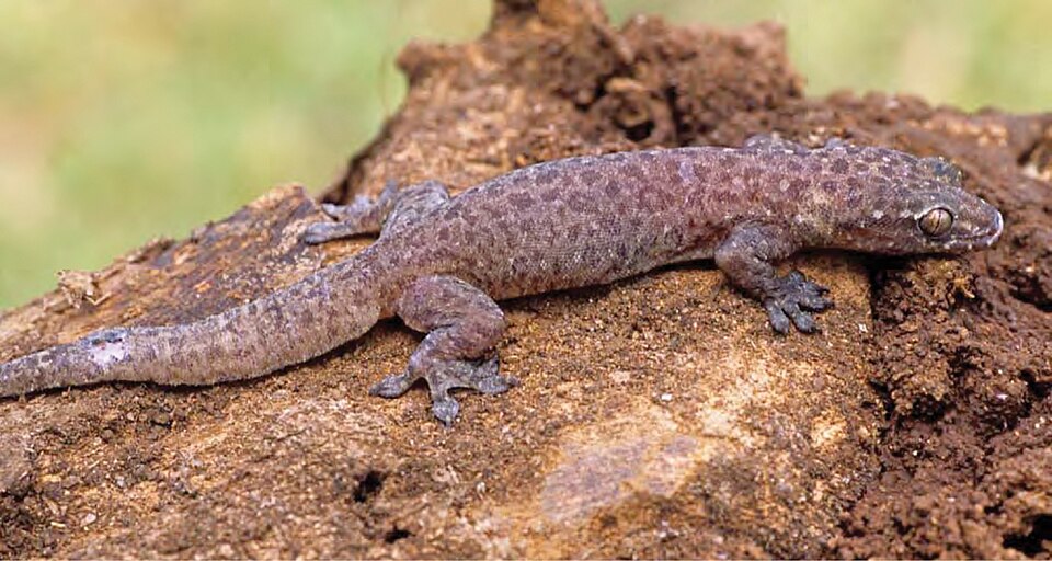 Stump-Toed Gecko