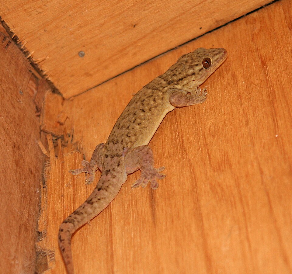 Ocean Gecko