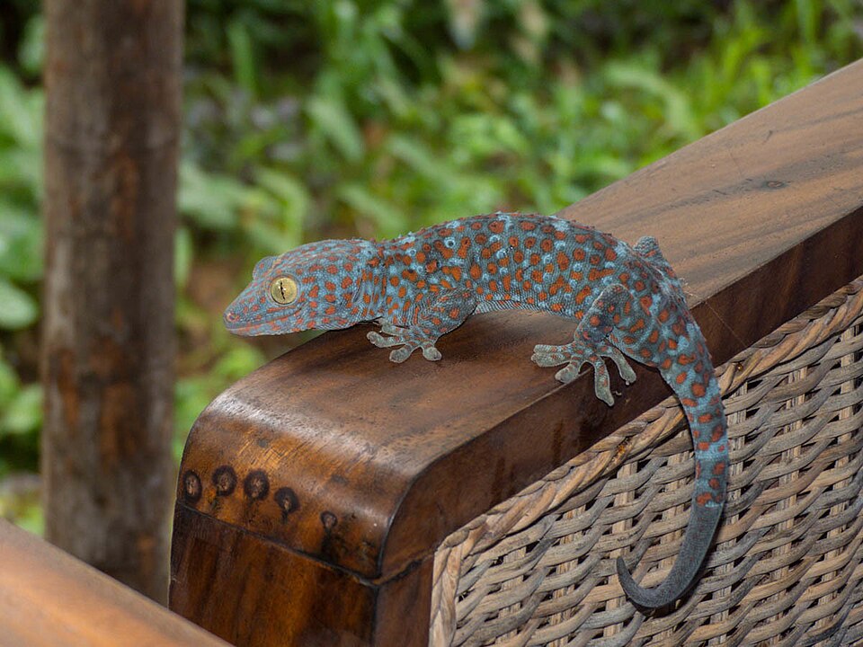 Tokay gecko