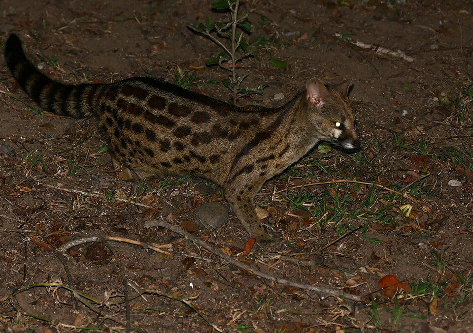 Rusty-spotted genet