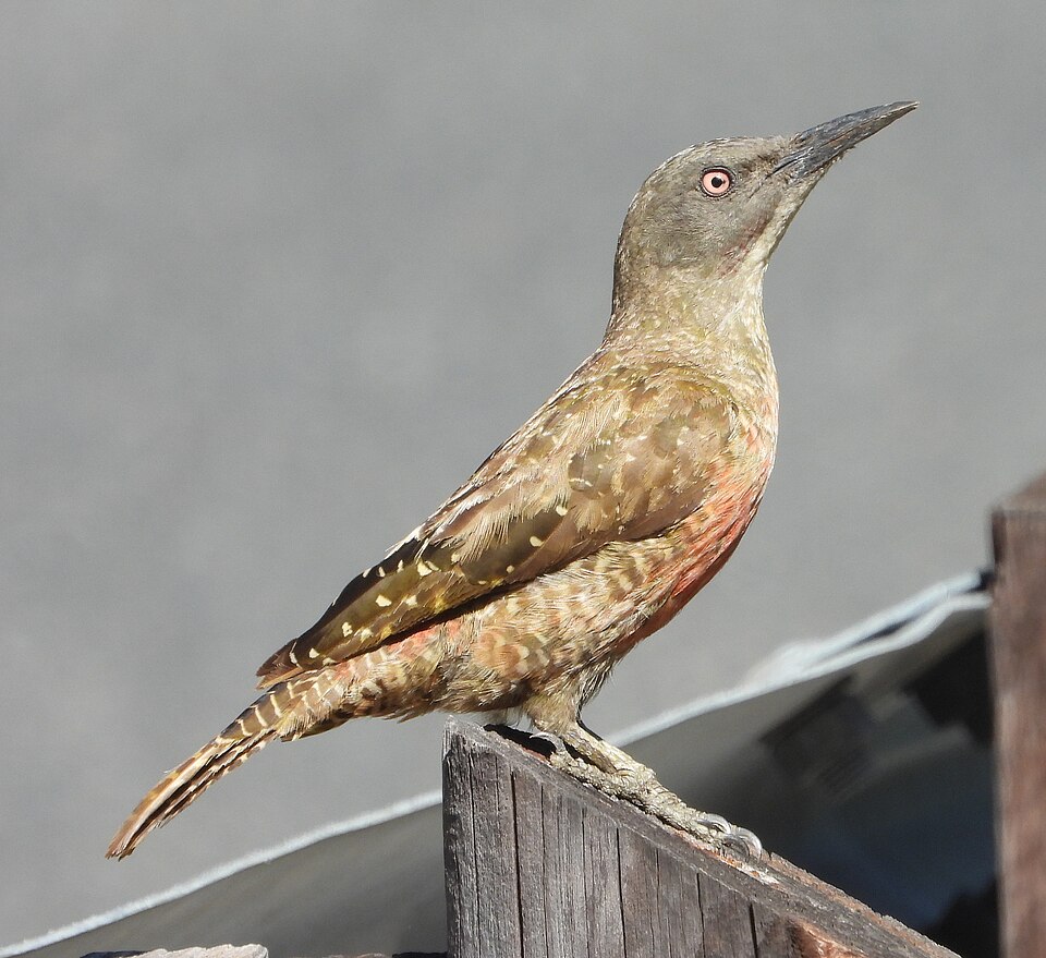 Ground Woodpecker