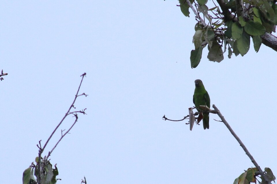 Singing Parrot