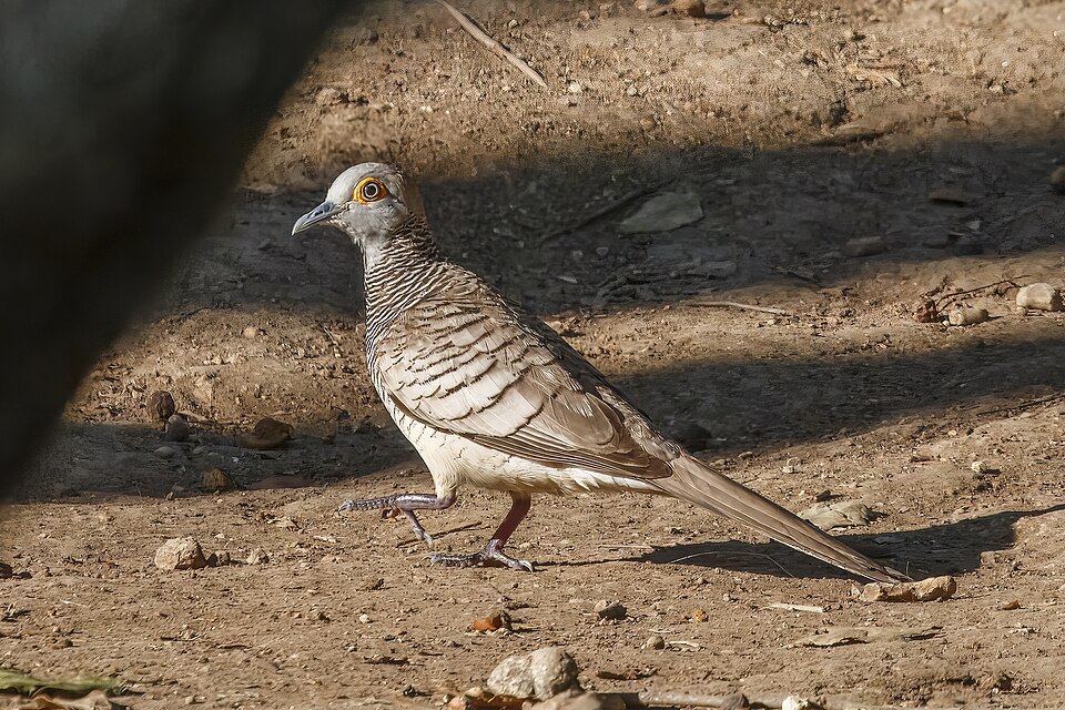 Barred Dove