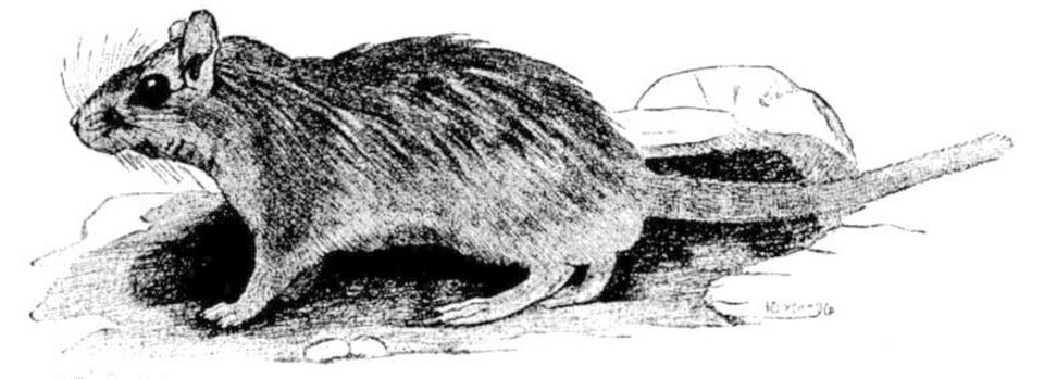 Lesser Egyptian Gerbil