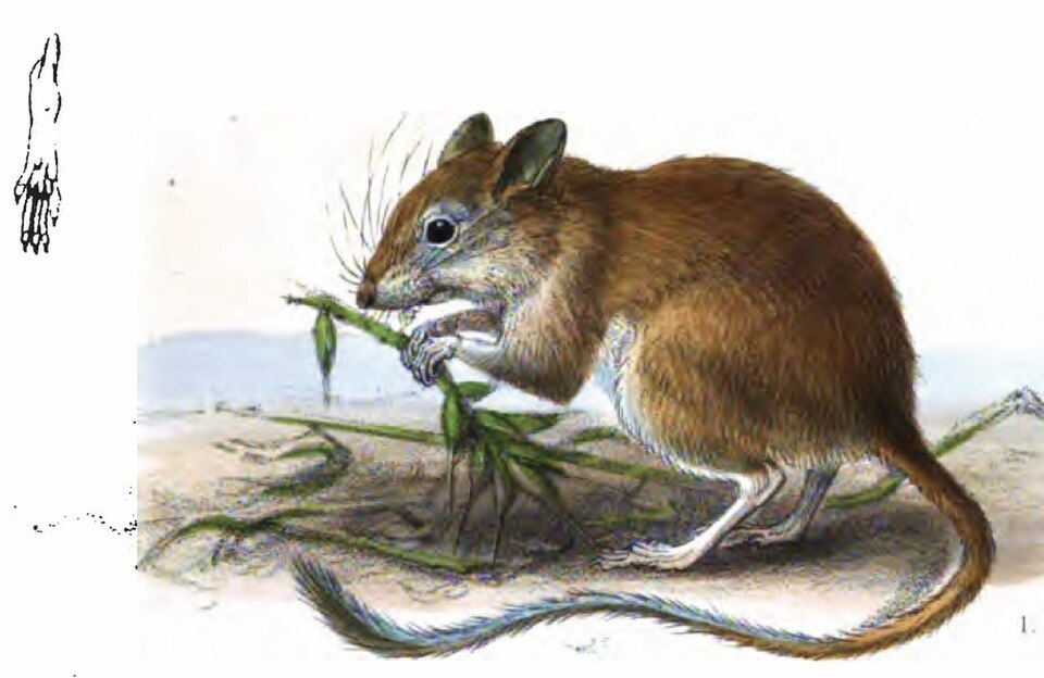 Baluchistan Gerbil