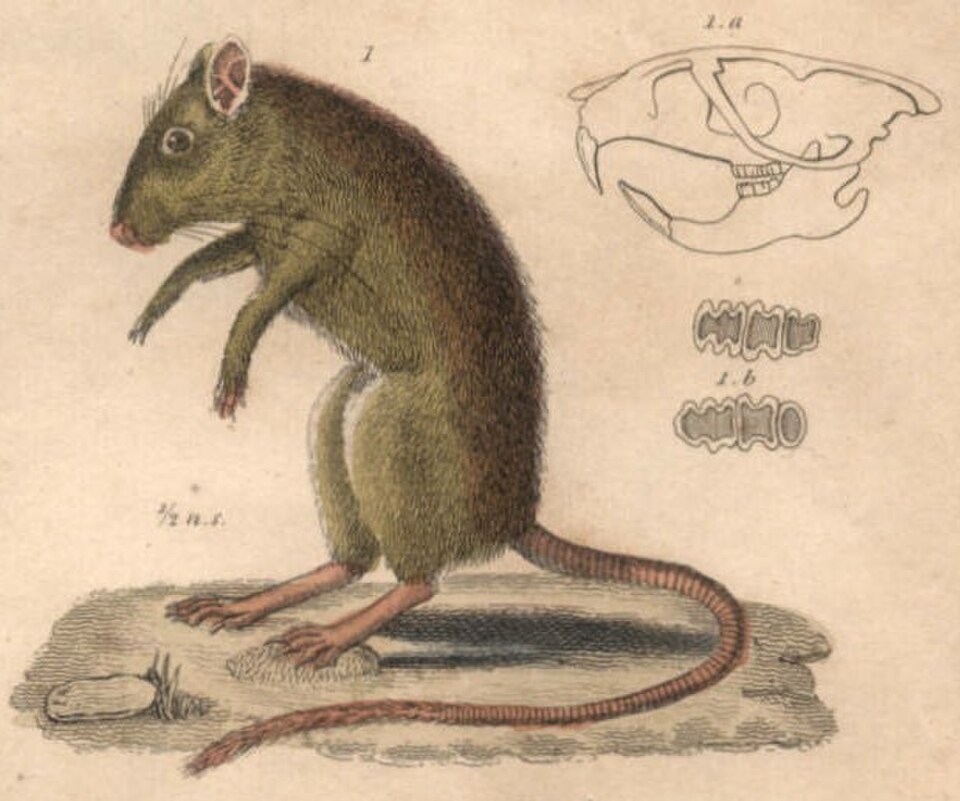 Greater Egyptian Gerbil
