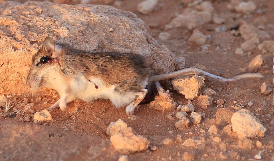 Tarabul's Gerbil