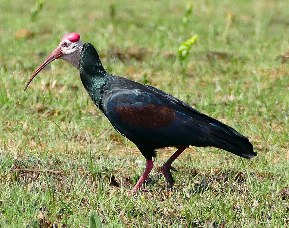 Southern Bald Ibis