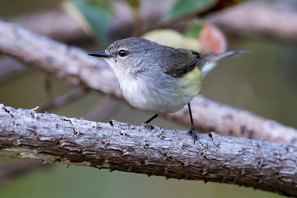 Fan-tailed Gerygone
