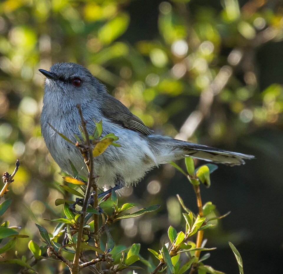 Gray Gerygone