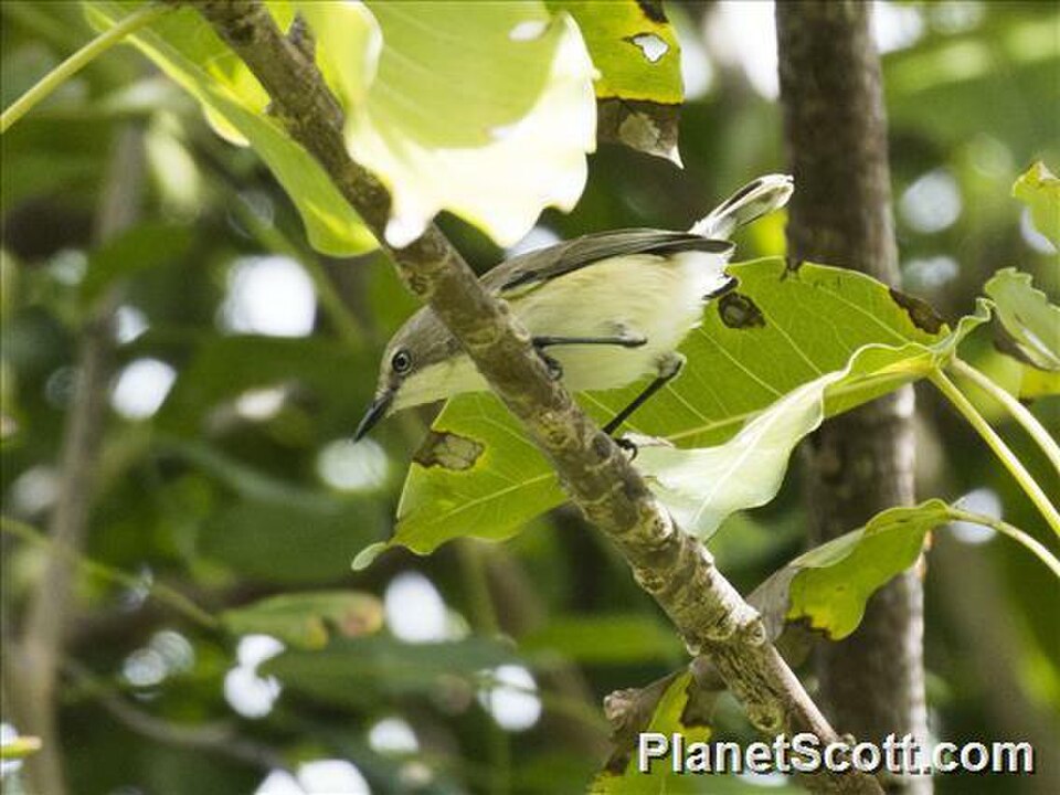 Plain Gerygone