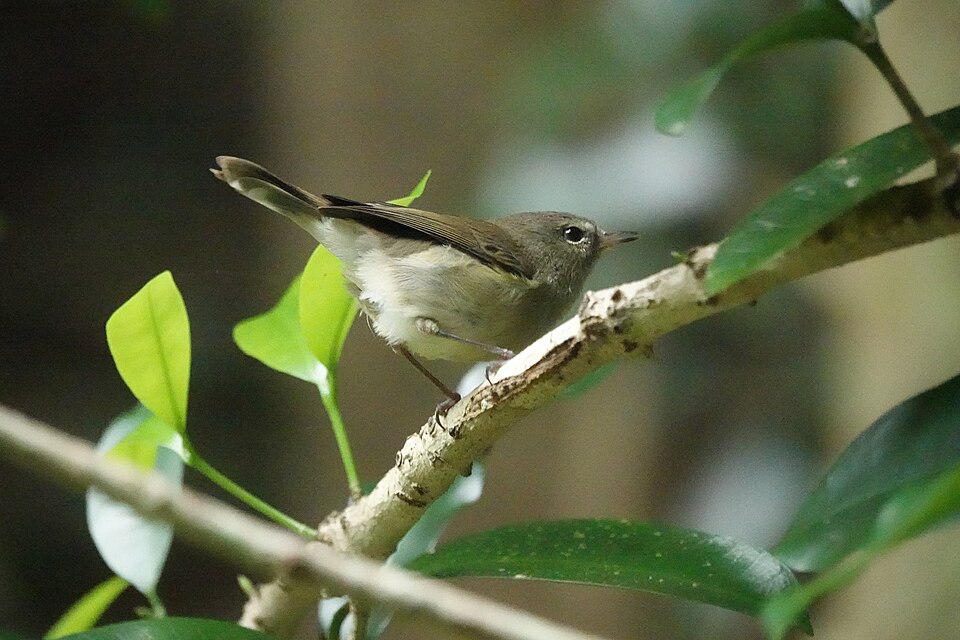 Norfolk Island Gerygone