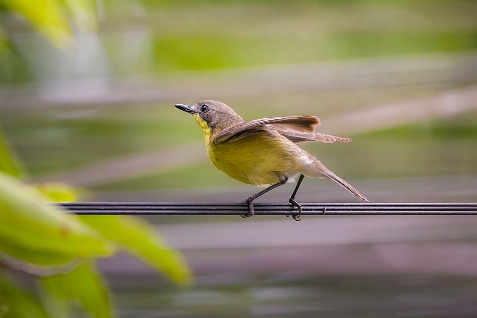Golden-bellied Gerygone