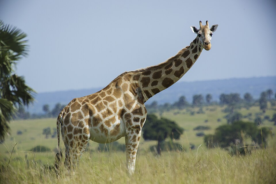 giraffe