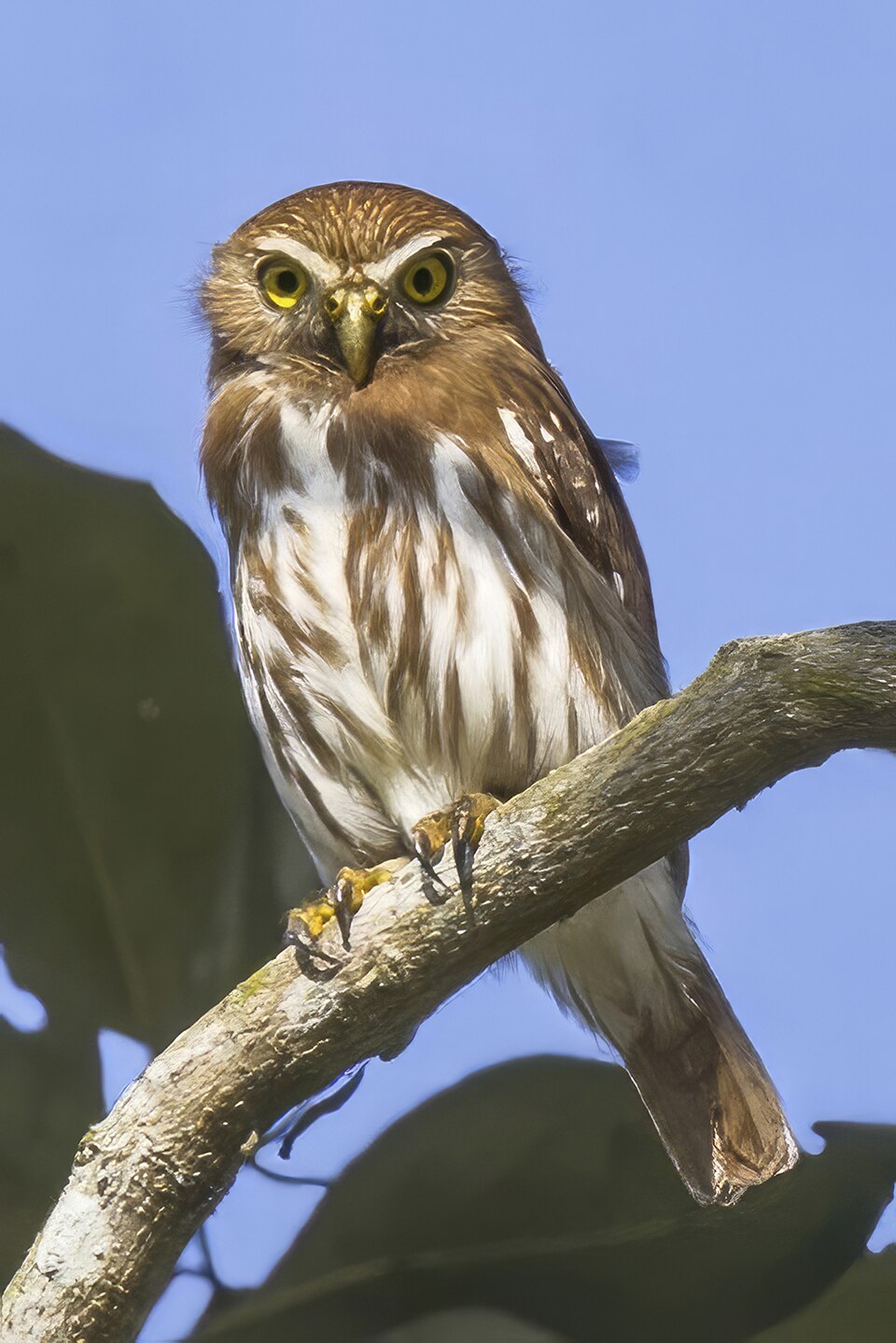 Ferruginous Pygmy-Owl