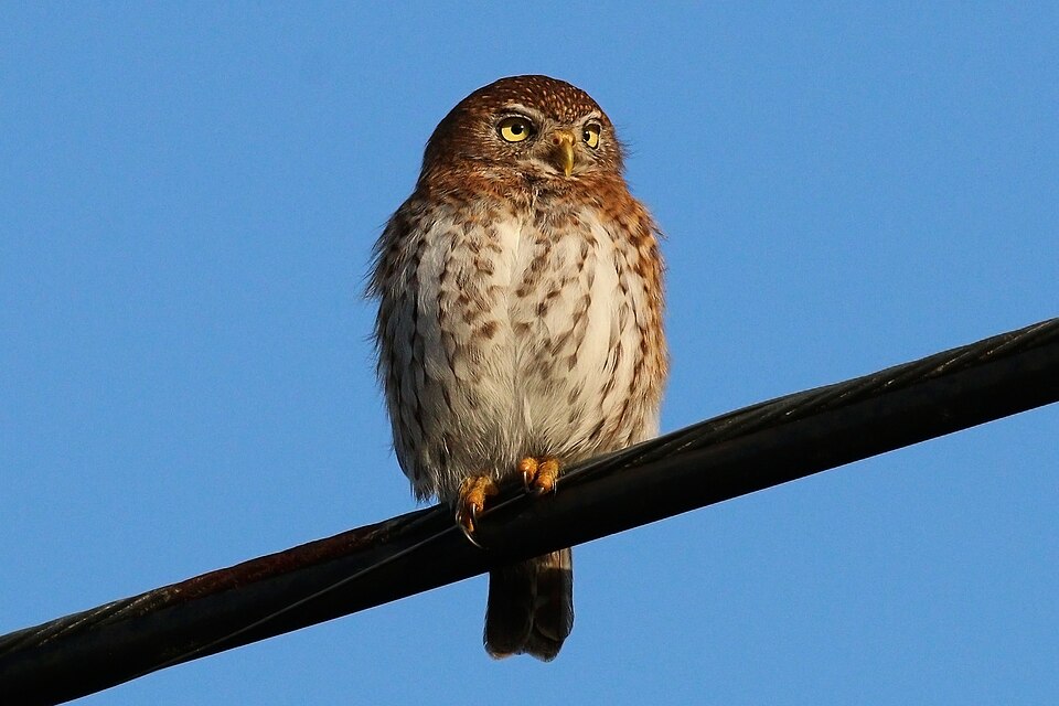 Cuban Pygmy-Owl