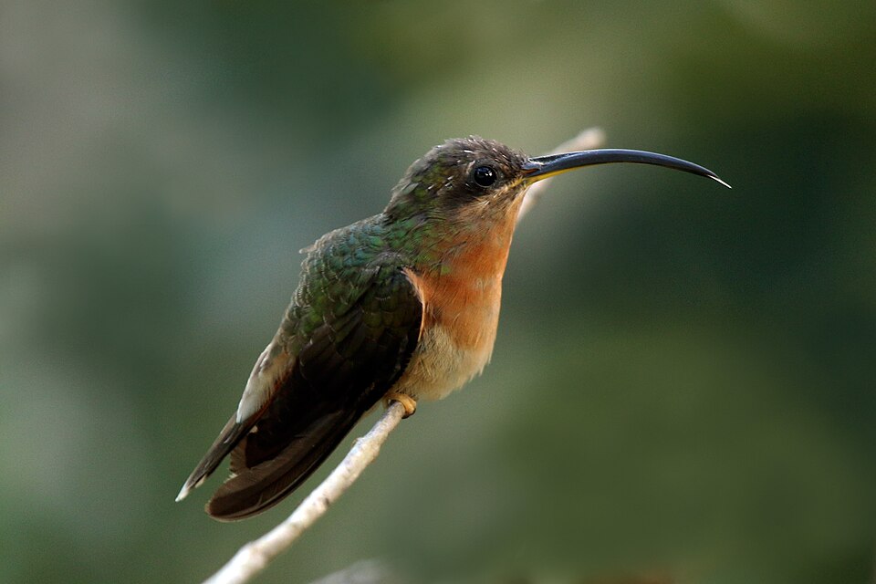 Rufous-breasted Hermit
