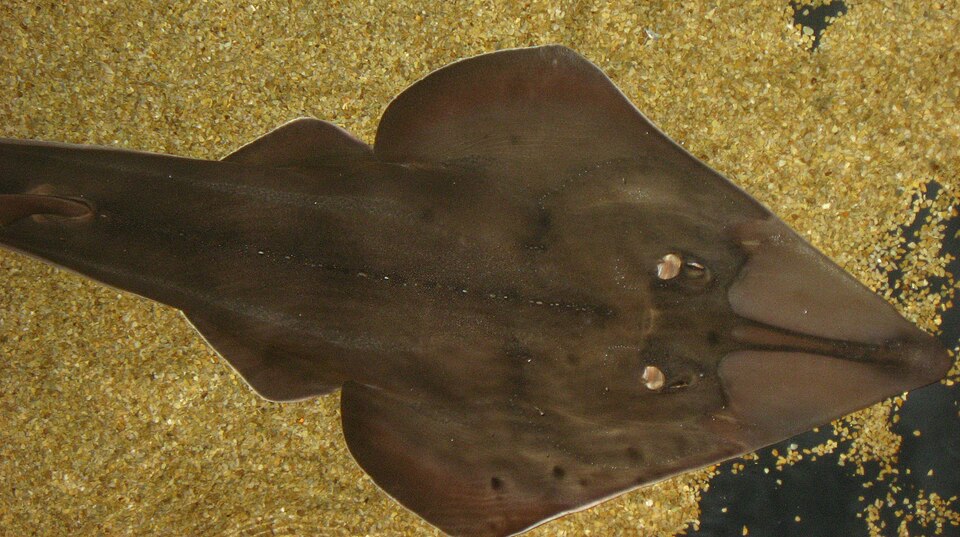 Blackchin guitarfish