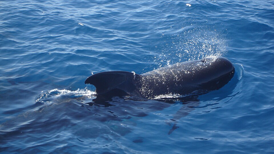 long-finned pilot whale